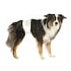 image 3 of Trixie Disposable Male Dog Diapers - M-L