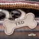 image 2 of History & Heraldry Pre-Personalised Squeaky Bone Dog Toy - Ted