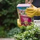 image 2 of Westland Sulphate of Iron for Ericaceous Plants 1.5 kg box