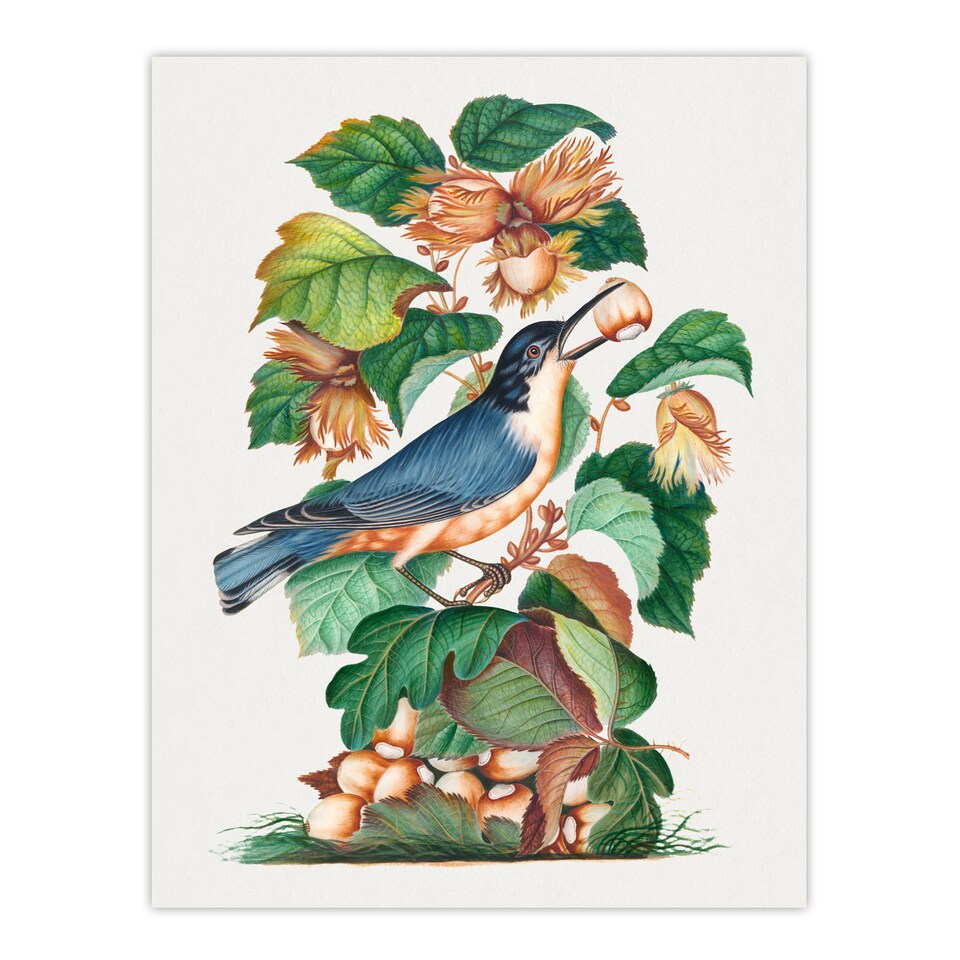 image 1 of Nuthatch Bird Hazel Oak and Bramble Bolton Huge Wall Art Poster Print