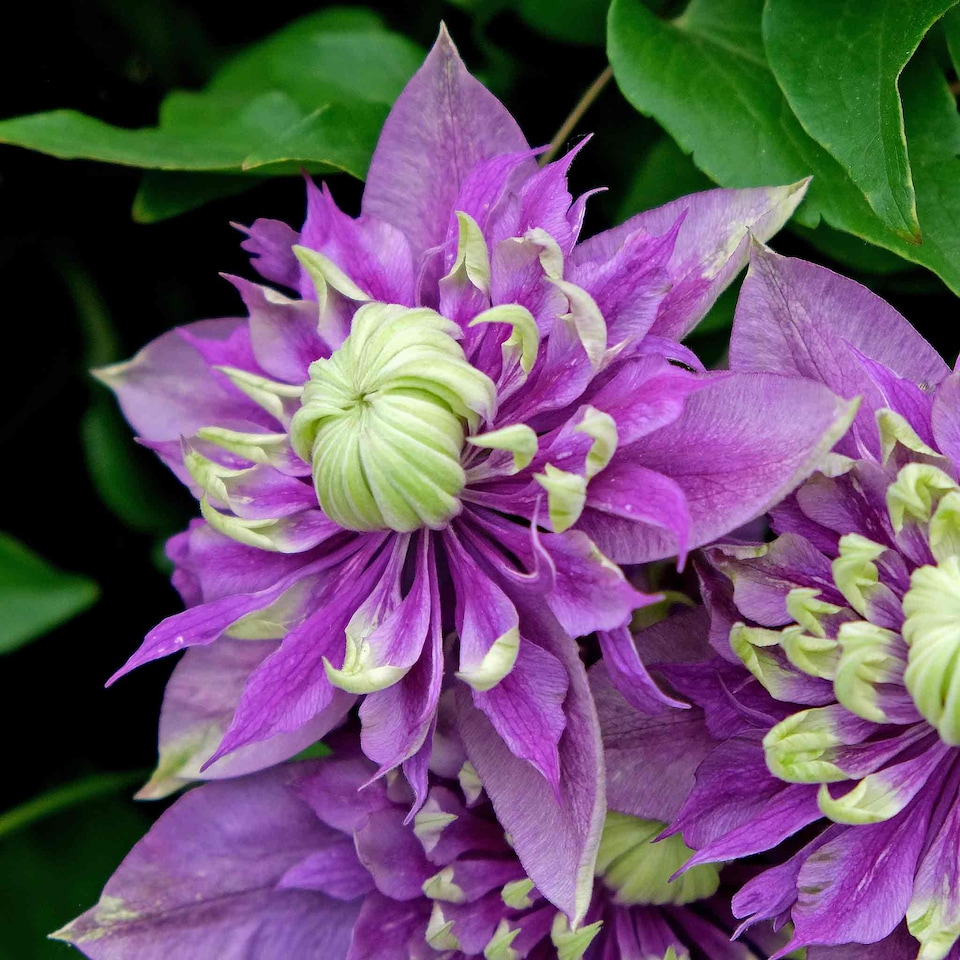 image 1 of Marshalls Garden Clematis 'Taiga' 3 Litre - Compact Bicolour Climber