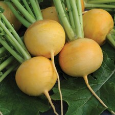 Turnip Golden Ball 1 Seed Packet (1000 Seeds)