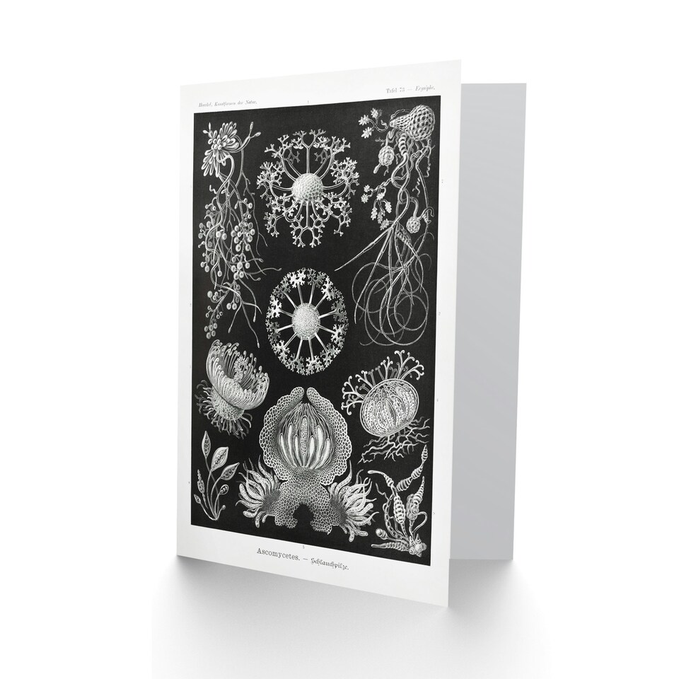 image 1 of Ernst Haeckel Art Card Ascomycetes Fungi Species Vintage