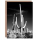 image 1 of Carol M Highsmith Art Card Saguaro Cactus Black White Photograph