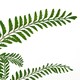 image 2 of 6 x 55cm Himilayan Maidenhair Fern Bush Dark Green Plant