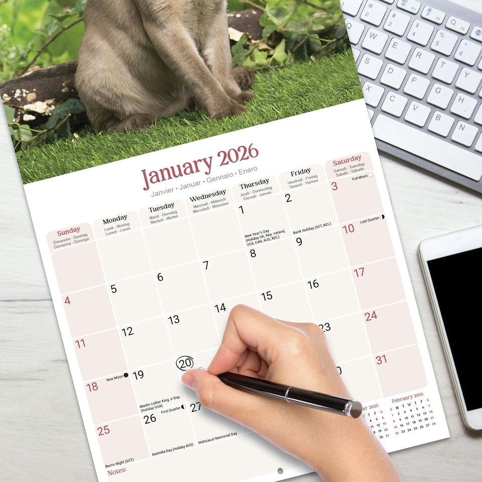 image 1 of Burmese Cats 2026 Calendar | Square Wall Calendar | Cat Gift | Plastic Free Packaging | by Avonside Publishing