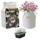 image 1 of Pronto Seed Sweet Pea Flower Seeds Grow Your Own Flowers Kit with Decorative Milk Churn Planter Gardening Gifts for Women and Men