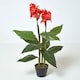 image 1 of Homescapes Artificial Canna Lily Plant, 90 cm Tall