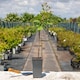 image 5 of Marshalls Garden Patio Plum 'Opal' - Fan-trained, Self-fertile, Heavy-cropping | Multi | Green