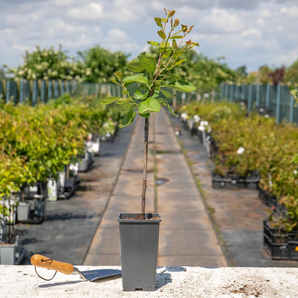 image 1 of Marshalls Garden Patio Plum 'Opal' - Fan-trained, Self-fertile, Heavy-cropping | Multi | Green