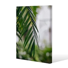 Closeup of green palm leaf (Canvas Print) 46 x 31 x 4cm