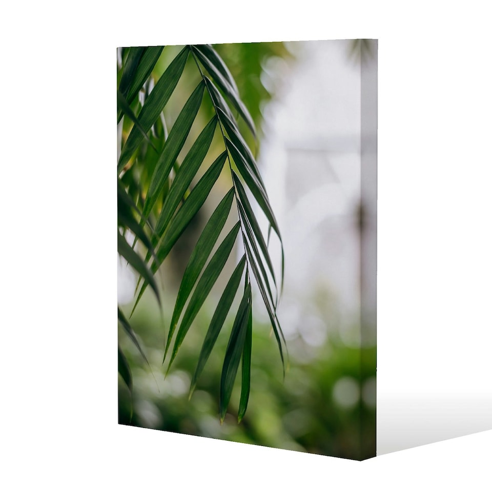 image 1 of Closeup of green palm leaf (Canvas Print) 46 x 31 x 4cm