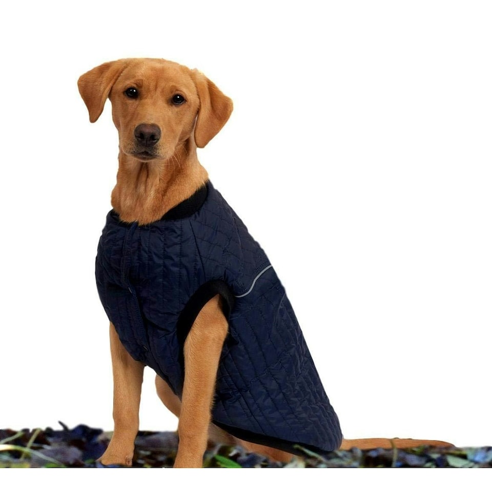 image 1 of Weatherbeeta Puffer Dog Coat - Navy - 25cm