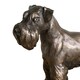 image 5 of Schnauzer Figurine On Base In Solid Cold Cast Bronze Designed By David Geenty