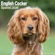 image 1 of English Cocker Spaniel 2026 Calendar | Square Wall Calendar | Dog Breed Gift | Plastic Free Packaging | by Avonside Publishing
