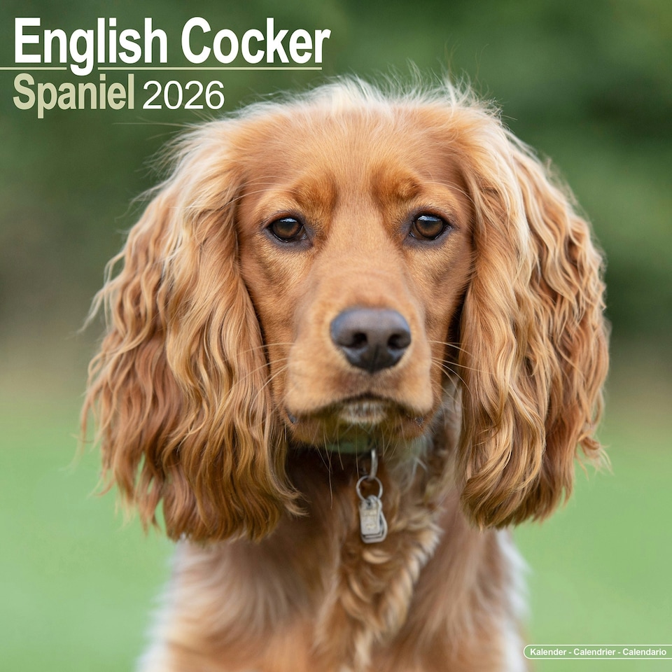 image 1 of English Cocker Spaniel 2026 Calendar | Square Wall Calendar | Dog Breed Gift | Plastic Free Packaging | by Avonside Publishing