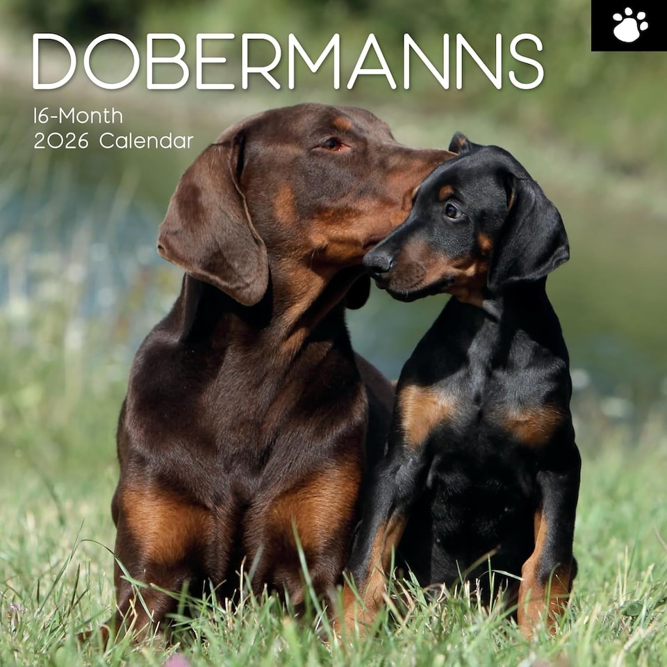 Dobermans 2026 Wall Calendar, Gift