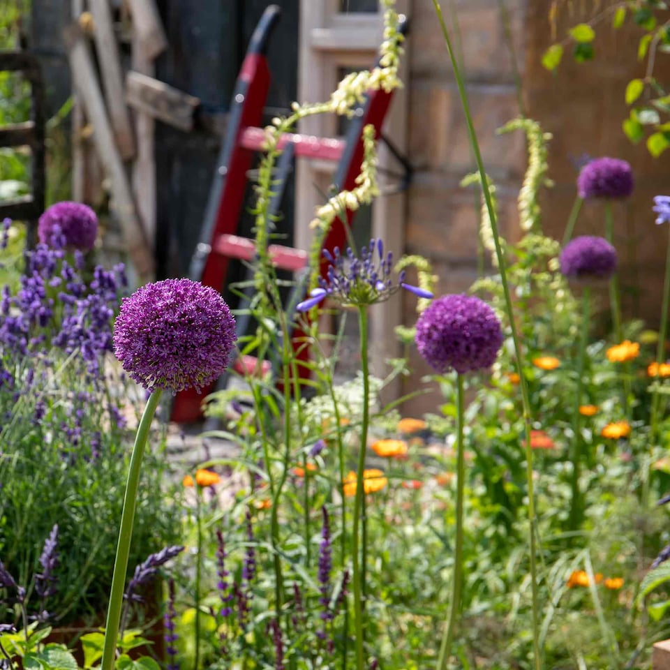 image 1 of Marshalls Garden Allium 'Purple Sensation' Bulbs, 10 Pack