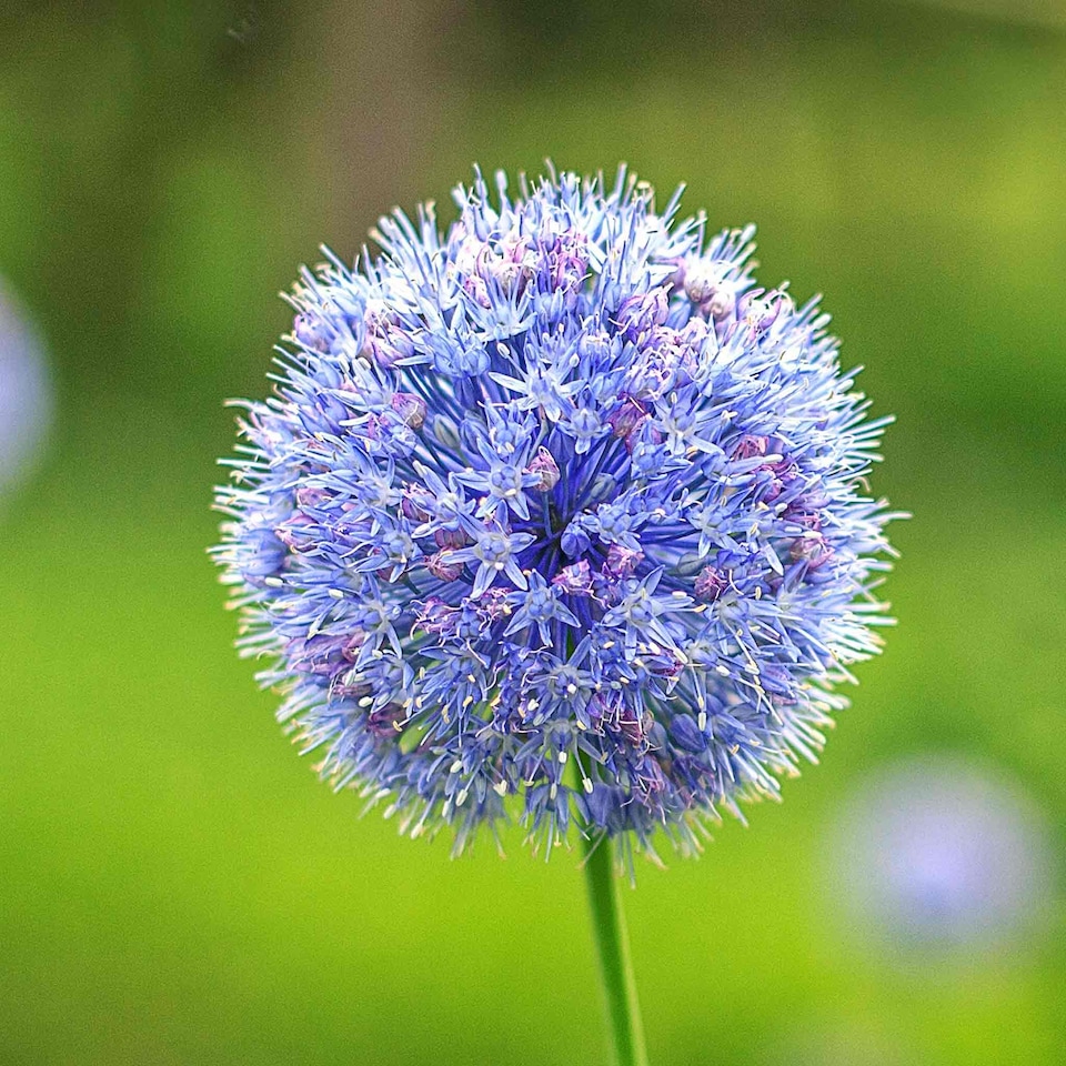 image 1 of Marshalls Garden Allium 'Caeruleum' Bulbs 20-Pack