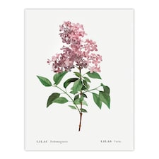 Chinese Lilac Floral Redoute Vintage Huge Wall Art Poster Print 24X32"
