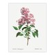 image 1 of Chinese Lilac Floral Redoute Vintage Huge Wall Art Poster Print 24X32"