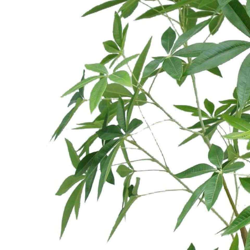 image 1 of 210cm Artificial Money Tree Pachira Realistic Faux Tree