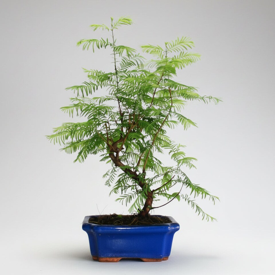 Yorkshire Bonsai Dawn Redwood (Metasequoia) Bonsai Tree Informal Upright In 20cm Pot