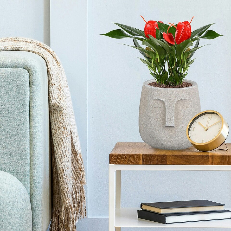 image 1 of Textured Concrete Effect Beige Oval Face Planter Indoor L19 D18 H18.5 cm, 3.3 ltrs Cap.