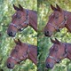 image 2 of Shires Blenheim Leather Polo Headcollar Blue | Colour: Purple/Natural/Navy
Size: Full