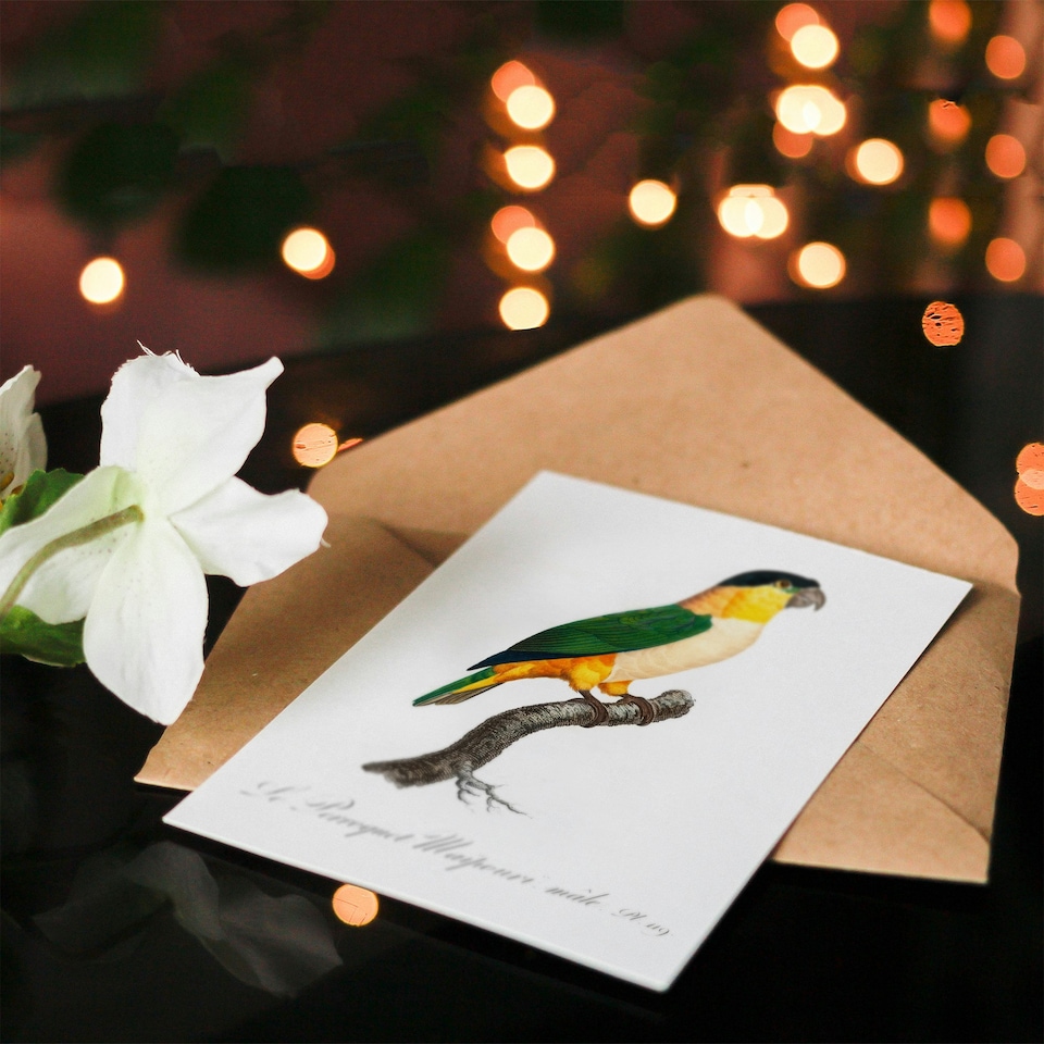 image 1 of Francois Levaillant Art Card The Black Headed Parrot