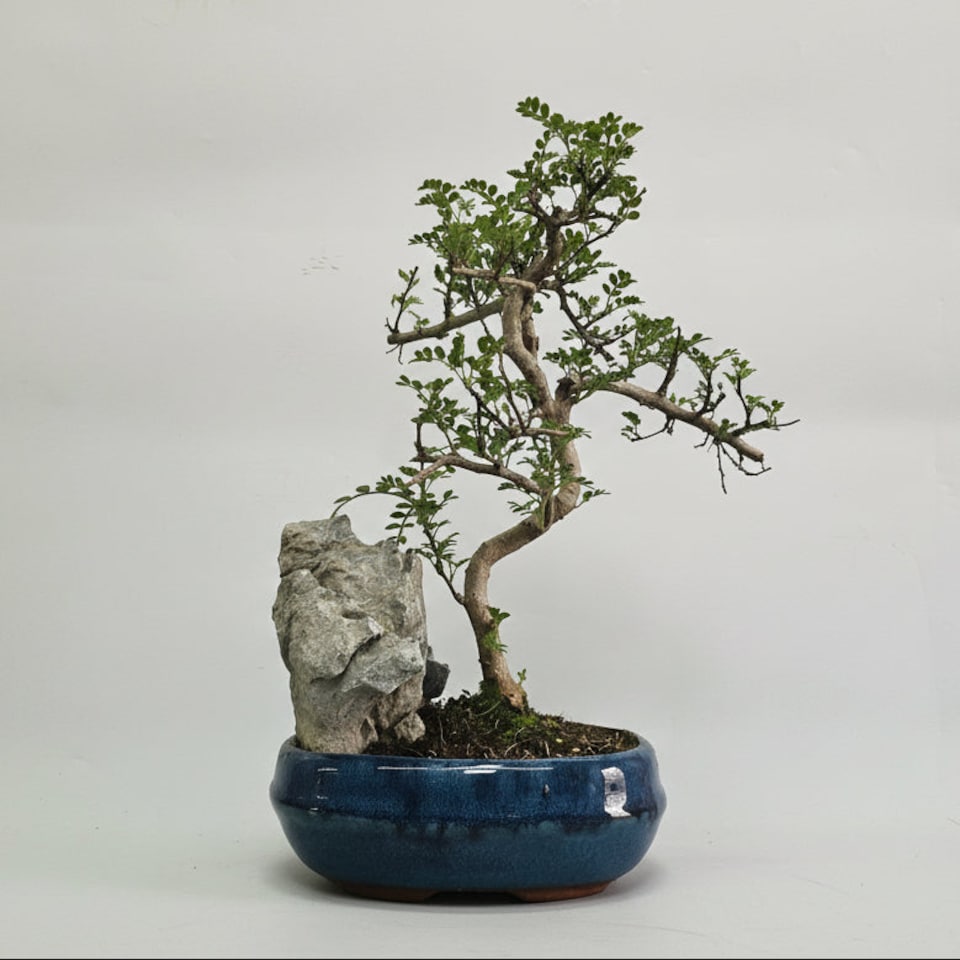 Yorkshire Bonsai Chinese Pepper (Zanthoxylum Pipertum) Bonsai Tree Shaped In 20cm Pot