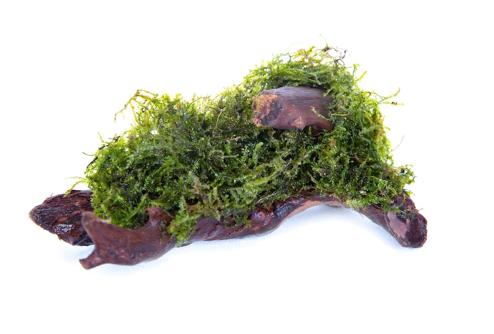 image 1 of Java Moss (Vesicularia dubyana Driftwood/Coco-Shell/Bio-Sphere) - Live Aquarium & Terrarium Plant, Low Light