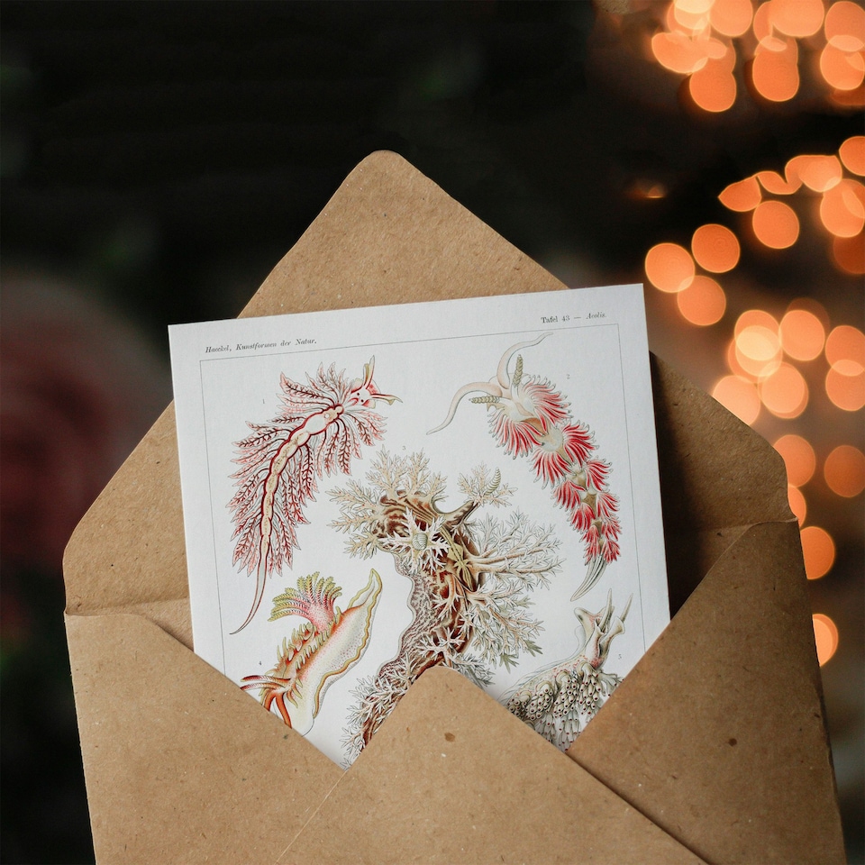 image 1 of Ernst Haeckel Art Card Nudibranch Sea Slug Molluscs