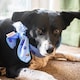 image 5 of Rosewood Medium Cooling Dog Neckerchief