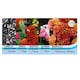 image 2 of Penstemon Ice Cream 9 Jumbo Plug Plants + 10 Flower Seeds