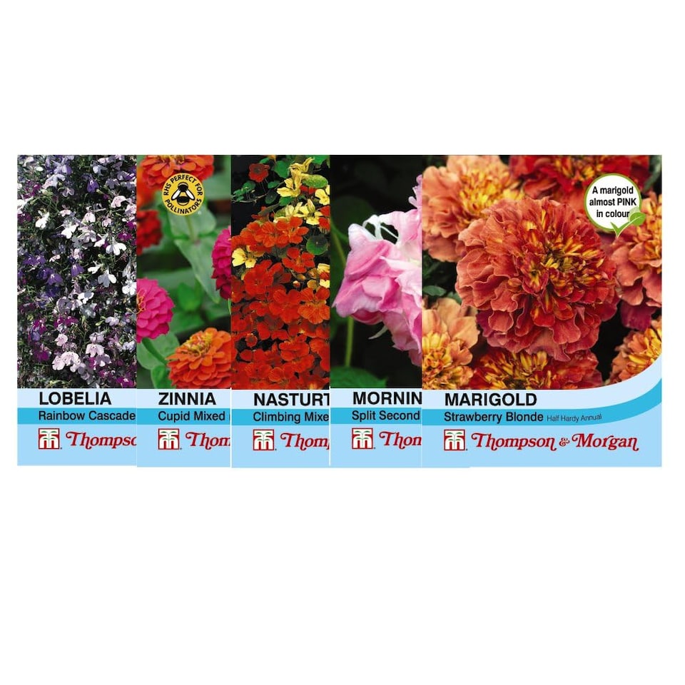 image 1 of Penstemon Ice Cream 9 Jumbo Plug Plants + 10 Flower Seeds