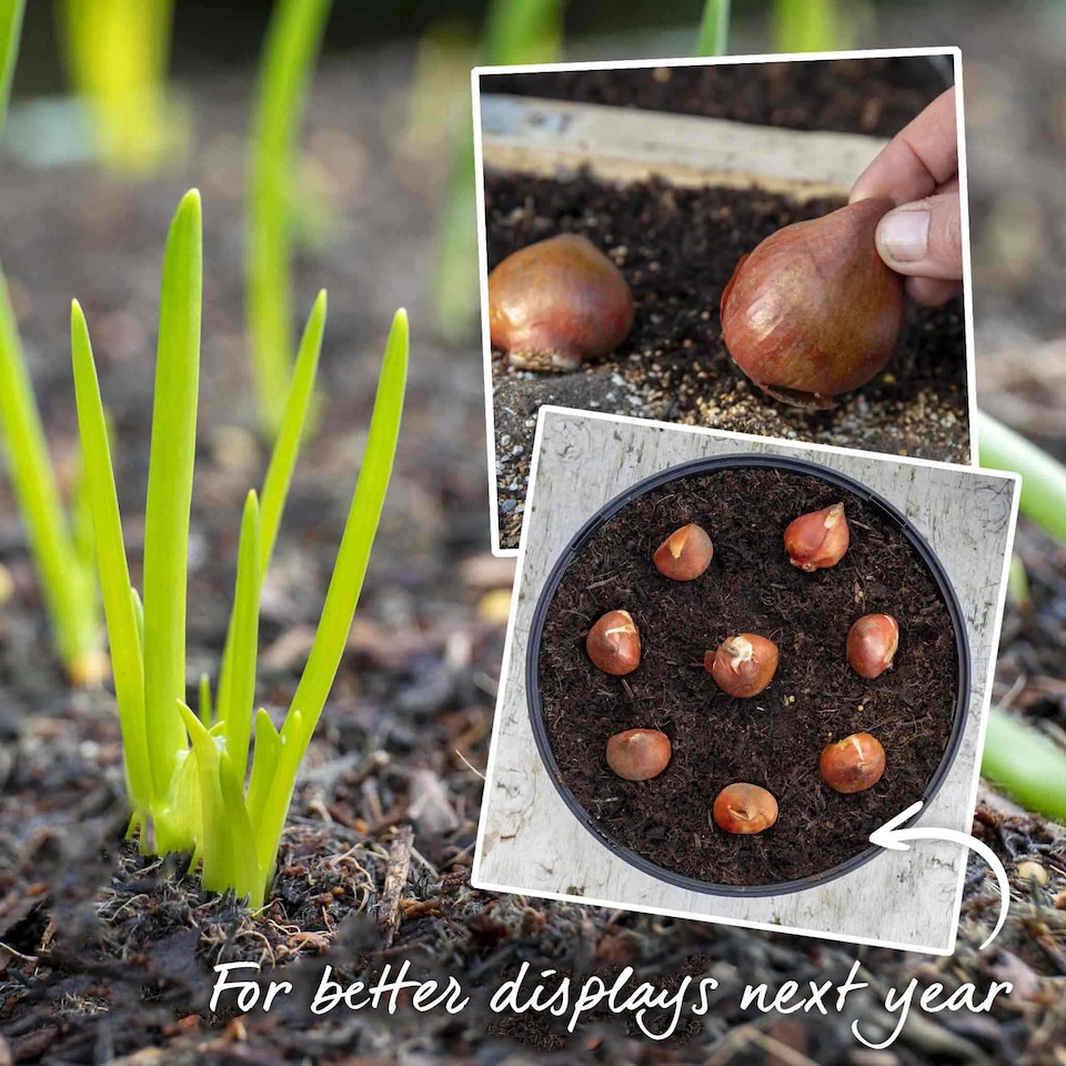 image 1 of Marshalls Garden Tulip Bulbs 'Purple Prince' – 10 Bulbs, Early-Flowering Purple Tulips
