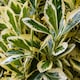 image 2 of Carbeth Plants Euonymus 2 Litre Plant Mix - Japanese Spindle Tree - Mixed Varieties | Green