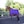 Purple/Plum