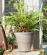 image 2 of Meerkat Plant Pot Hanger - L10.5 x W3.5 x H5 cm | Bronze