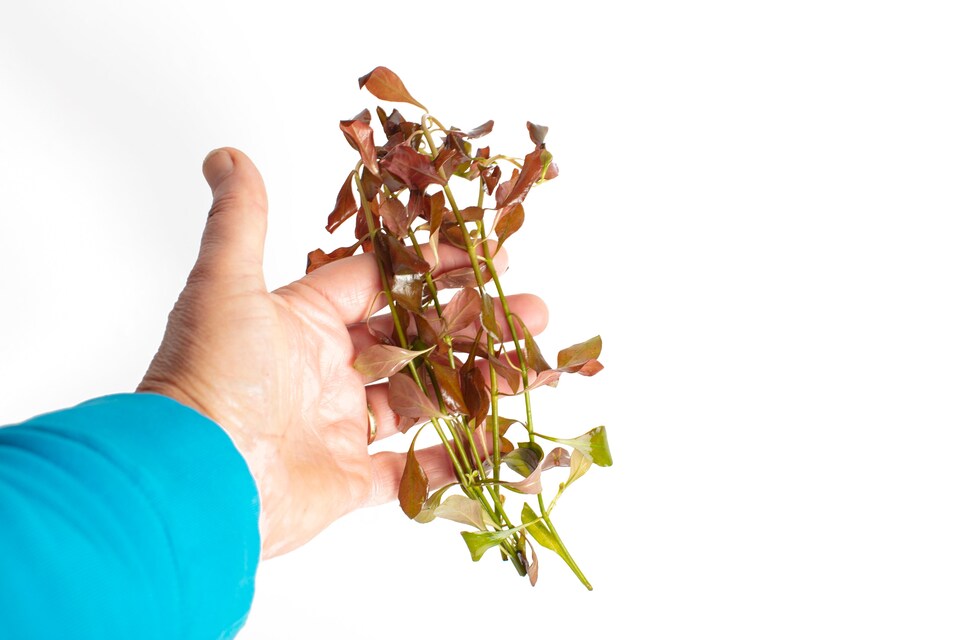 image 1 of Red Ludwigia (Ludwigia glandulosa) - Live Aquarium Plant for Midground Planting, No CO2 Needed - Fish Tank Plant