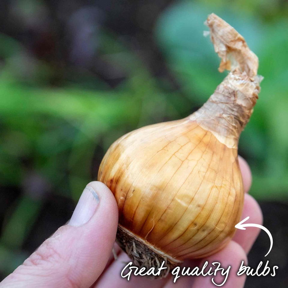image 1 of Marshalls Garden Daffodil Bulbs Mix Yellow Shades 100 bulbs