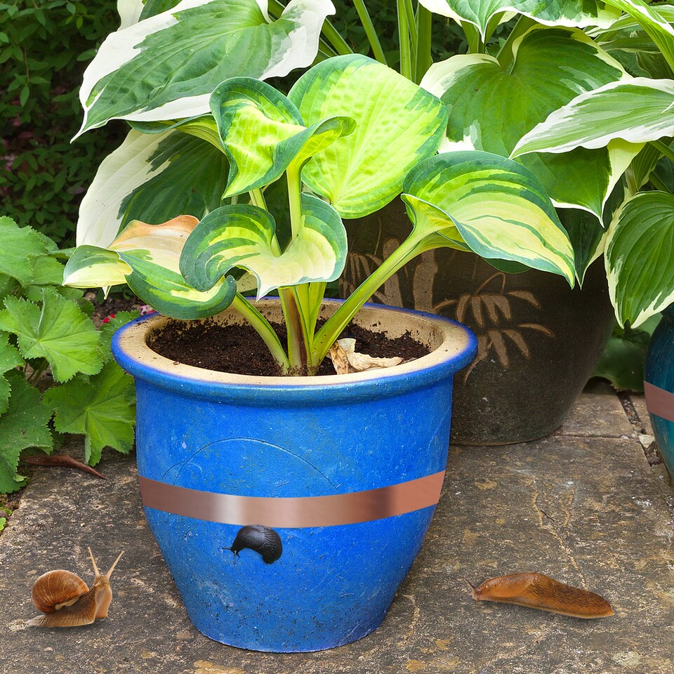 image 1 of Katcha Slug & Snail Barrier Tape 4m - 2pk