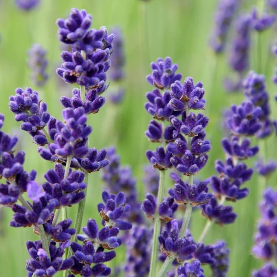image 1 of Carbeth Plants English Lavender Herb Plant in  14cm Pot - Upright, Bushy Purple Lavender for Indoor & Outdoor Growing