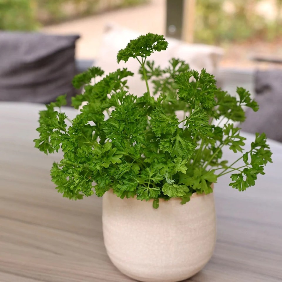 Set of 3 Parsley Extra Moss Curled Herb Plant Curled Parsley 9cm Pot | Green | Green | 9cm Pot | 3