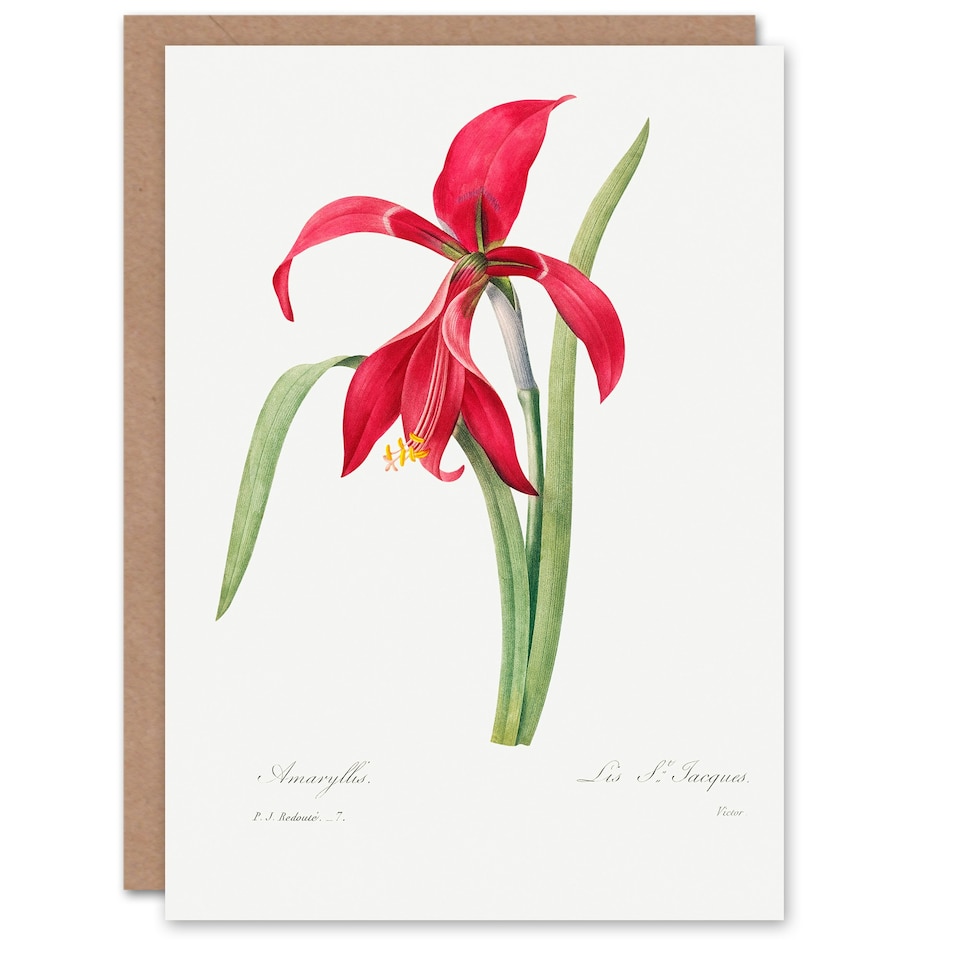image 1 of Pierre-Joseph Redouté Art Card Amaryllis Flower Vintage Floral