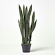 image 7 of Homescapes Green Snake Plant, 74 cm Tall
