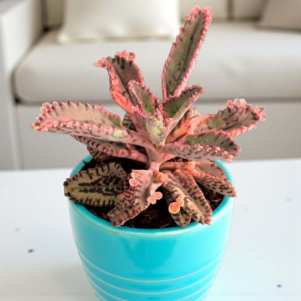 image 1 of 3 x Kalanchoe Pink Butterfly Succulent Indoor Plant in 8.5cm Pot - Rare Mother of Thousands Low Maintenance Decorative Houseplant