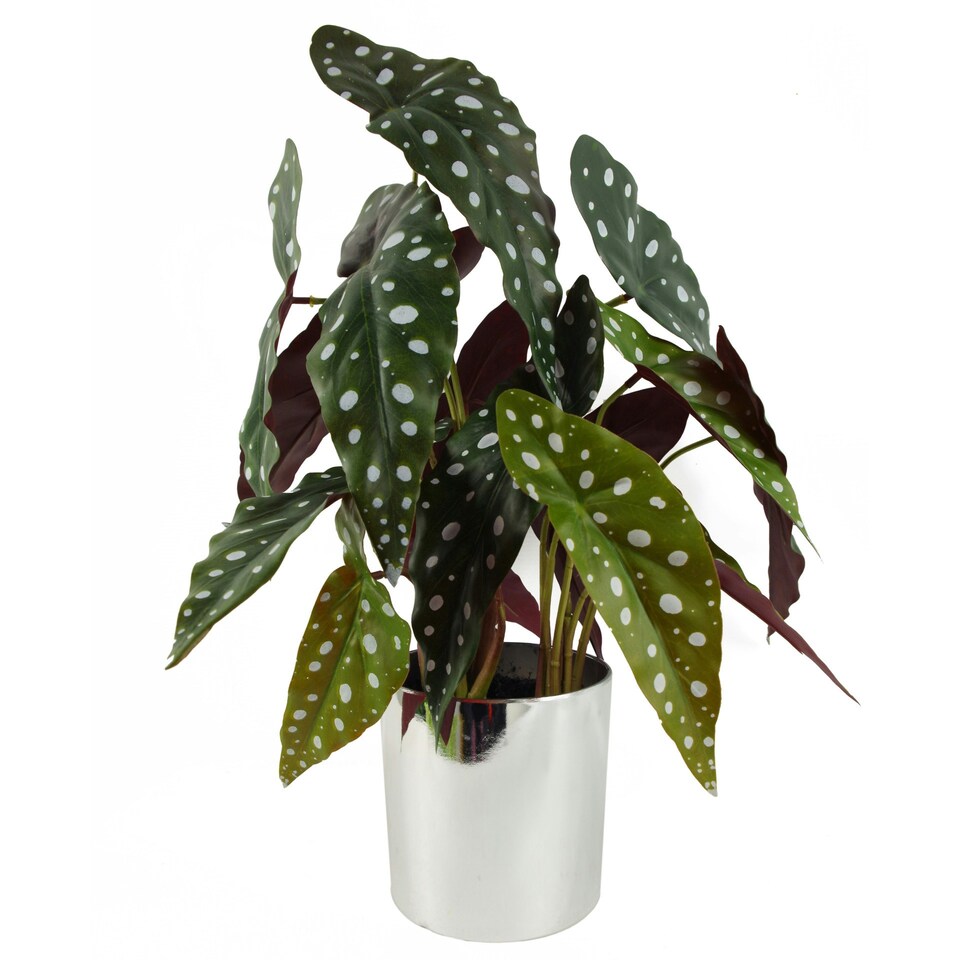 image 1 of 40cm Artificial Spotty Begonia Maculata Plant