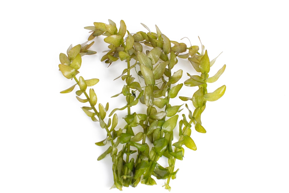 image 1 of Lemon Bacopa (Bacopa caroliniana) - Live Aquarium Plant for Midground Planting, Low Light, No CO2 Needed - Fish Tank Plant